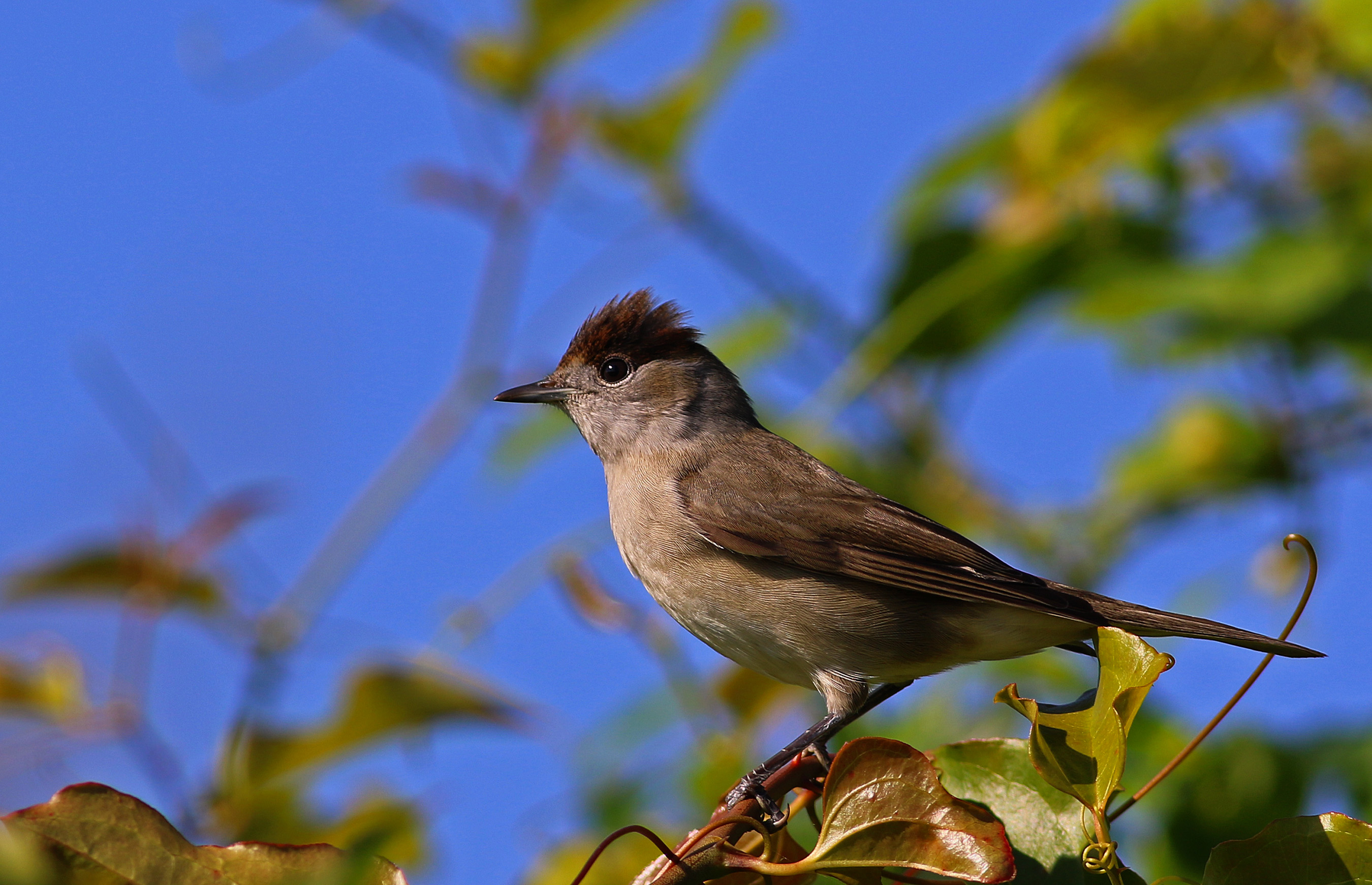 Eurasian Blackcap